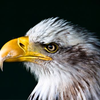 bird.jpg